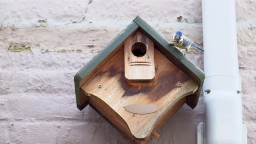 Mésange bleue d'Eurasie (Cyanistes caeruleus) arrivant avec de la nourriture dans un nichoir.