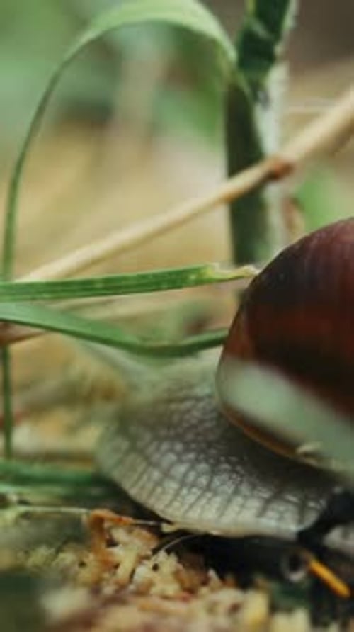 Schnecke Helix Pomatia Krabbelt langsam