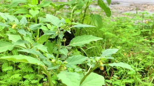 the grass turns green when the rainy season comes