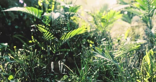 Lush Green Foliage in a Serene Natural Setting During Daylight Hours