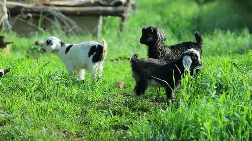 Cabras y ovejas jóvenes en el seno de la naturaleza verde
