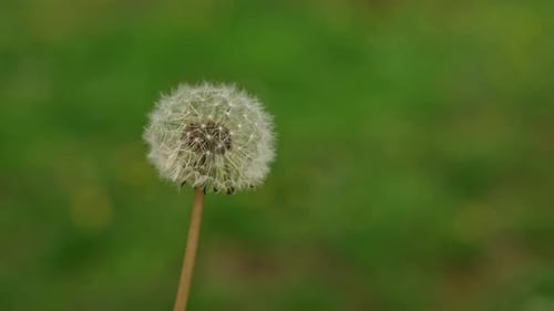 Löwenzahnblüten-Samenkopf im Park im Frühling