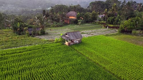Aerial Drone Footage of Green Rice Terraces and Wooden Hut in the Peaceful Sidemen Countryside