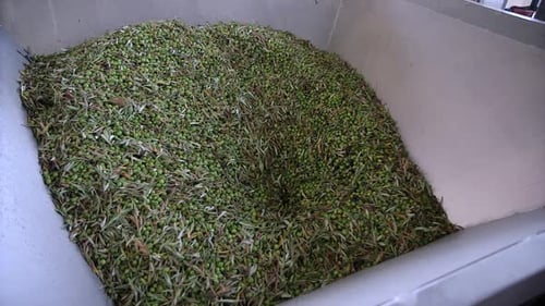 Green olives and leaves being sifted in oil mill Oil mill in Sicily.