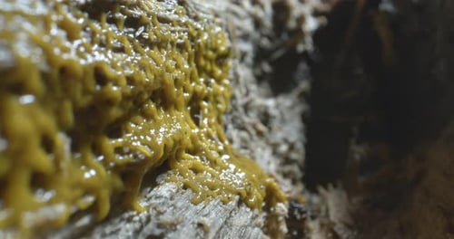 Vibrant Yellow Slime Mold on Decaying Wood