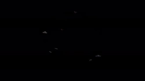 Little Bats Flying Around, Looping And With Alpha Channel