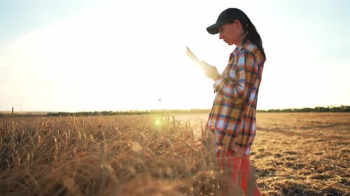 Woman Agronomist Farmer Stands and Holds Tablet in Her Hands Checks Harvest in Wheat Field Modern