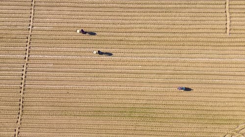 Drone Aerial View of Farmers Fertilizing Newly Planted Vegetable Fields in Rural Farmland