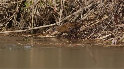Water Rail Bird Foraging in Natural Habitat