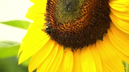 Close-up video of a bee pollinating a bright yellow sunflower, showcasing the intricate details of t