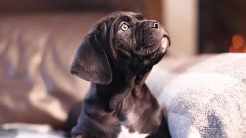 Cute Black Puppy Dog Sitting on Comfortable Sofa
