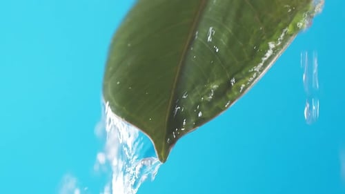 Drops of water drip from the green leave down on the blue background. Slow motion