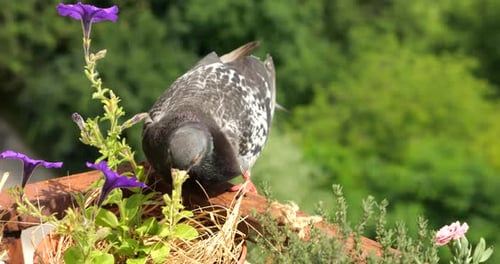 Pigeon Foraging on Flower Pot in Suburban Setting