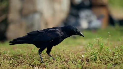 Schwarze Krähe mit glänzendem Gefieder auf Futtersuche auf grasbewachsenem Boden, scannt und pickt nach einem Essensrest in einem
