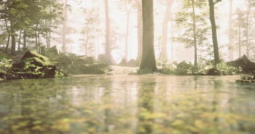 Serene Forest Landscape with Misty Atmosphere and Tranquil Water Reflections