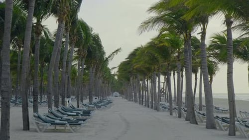 Rows of empty beach chairs sit under the palm trees on Mexico Beach on an overcast windy day.