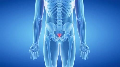 Medical visualization of the human coccyx bone in the pelvis