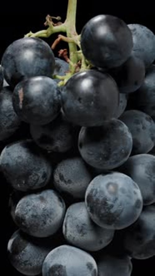 Vertical video. Isolated on a Black background, a Cluster of Black Grapes with round berries.