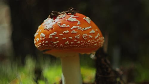 Extreme Close-Up of Toxic Fly Agaric Mushroom Growing in Forest