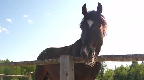 Racecourse Concept Modern Animal Livestock Brown Horse Stallions in Stall Relaxing in Training