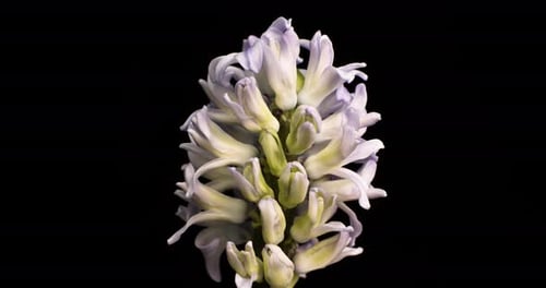 Blooming Hyacinth Flower Against Black Background