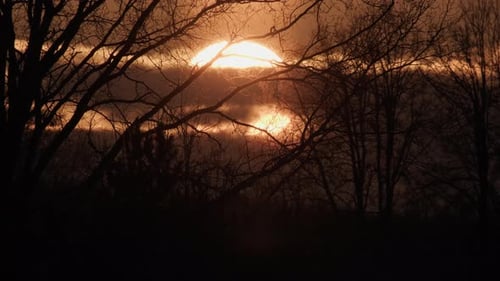 Golden Sunset Through Silhouetted Tree Branches