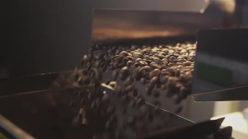 Arabica Coffee Beans are Being Promoted on an Industrial Conveyor Shaker Closeup Shot of Production