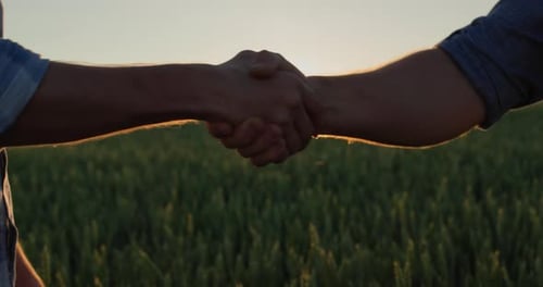 Energetic Handshake of Two Successful Farmers on the Background of a Field of Wheat