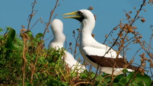 Plan long d'un oiseau de mer Atoba blanc, jeune et adulte, qui crie et fait du bruit alors qu'il se cache parmi