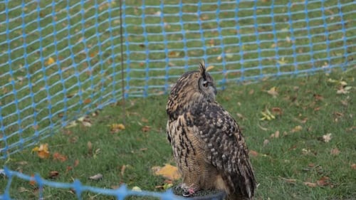 Long-eared owl turn head around, slow motion.
