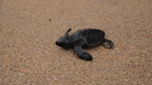 Nahaufnahme einer kleinen Schwarzmeerschildkröte, die am Sandstrand entlang kriecht