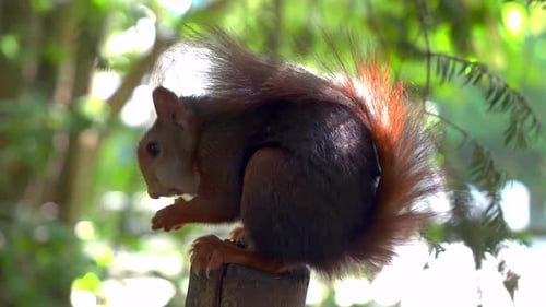 Close up squirrel eating nuts