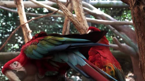 Zwei sitzen auf einem Ast und spielen miteinander in einem Zoo.