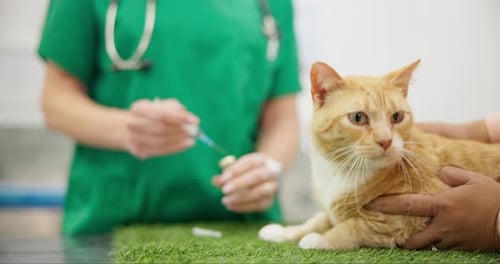 Veterinary, cat and needle for injection, medicine or vaccine at health clinic