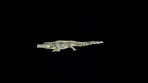 Crocodile Attack
