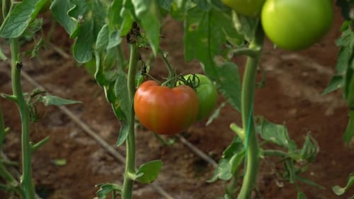 Greenhouse Tomatoes Growing on Vines in an Indoor Garden