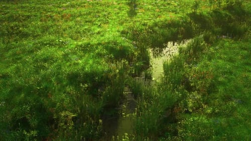 Silent Creek Weaving Through Vibrant Marshland Attracting Scientists