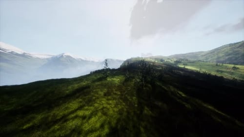 Aerial View of Grassy Hill With Tree