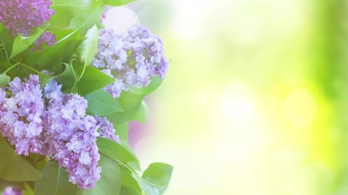 Lilac Branch with Purple Flowers in Spring