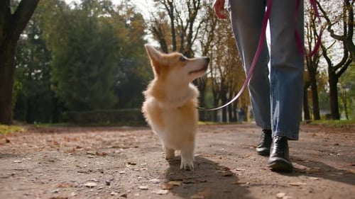 Close Up Cute Little Puppy Running on Leash in Autumn Park Cropped Shot of Unknown Woman Female Legs