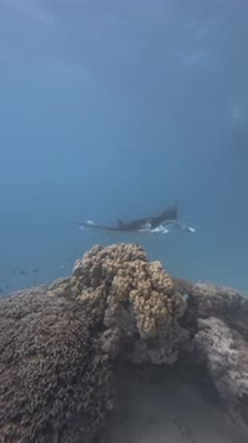 Majestic Manta Ray Glides Over Coral Reef in Ocean