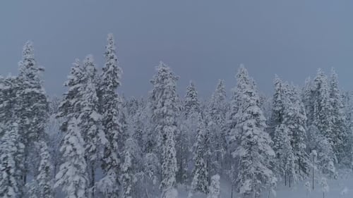 Aerial View Of Pine Trees Covered With Snow At Winter In Lappland, Northern Sweden. - forward