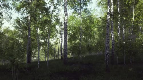 Verdant Forest With Birch Trees