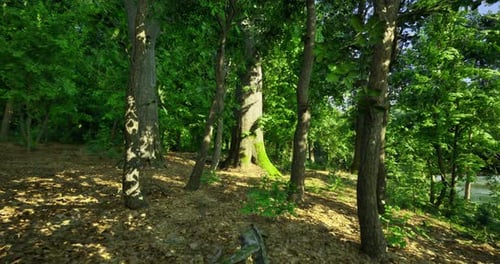 Lush Green Forest with Sunlight Filtering Through Trees in Summer