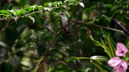An pale iridescent hummingbird perches on top of a branch in a forest in Ecuador,South America befor