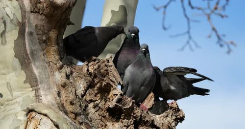 Die Felsentaube, Felsentaube oder Gemeine Taube, Frankreich. Erwachsene, die Jungvögel füttern.