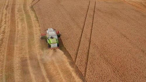 Combine harvester collects ripe golden wheat. Aerial view of wheat field farming.