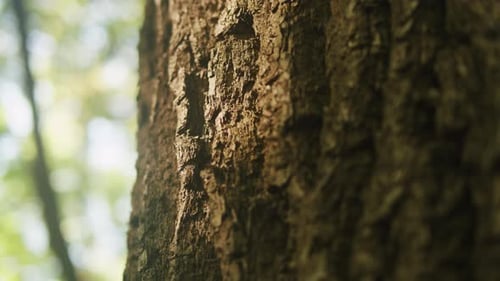 A Tree in the Park Close Up Macro Wooden Trunk Texture in the Forest on Beautiful Sunny Day Nature
