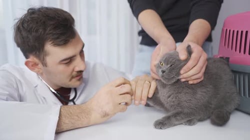 Veterinarian man examining the cat, looking at its mouth and ears.