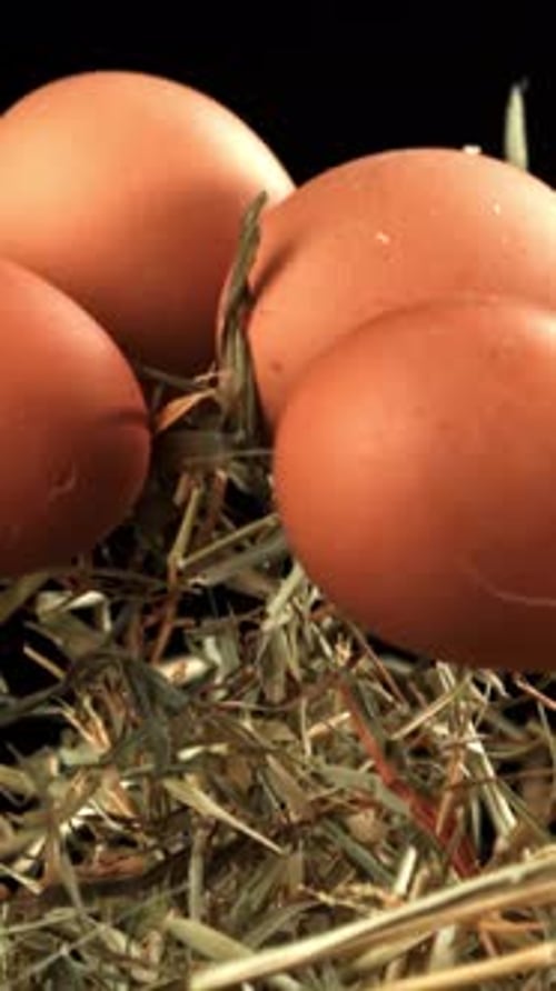 Chicken Eggs Fly with Hay Filmed on a Highspeed Camera at 1000 Fps